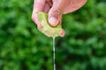 Lemon Peels